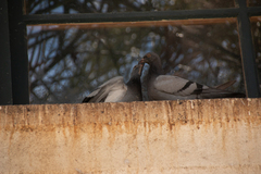 Columba livia