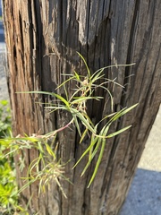 Paspalum repens