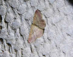 Scopula rubiginata