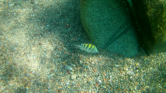 Abudefduf troschelii