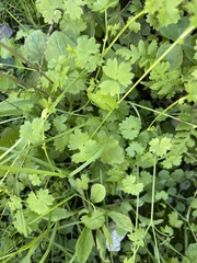Ranunculus platensis