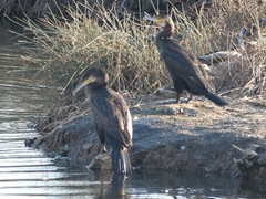 Phalacrocorax carbo