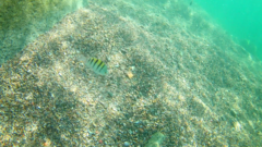 Abudefduf troschelii