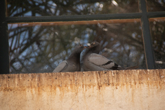 Columba livia