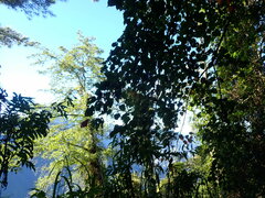 Acer morrisonense
