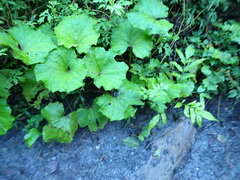 Petasites formosanus