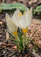 Crocus boryi