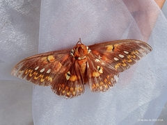 Procitheronia fenestrata