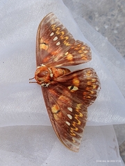 Procitheronia fenestrata