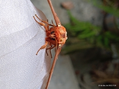 Procitheronia fenestrata