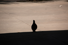 Columba livia domestica