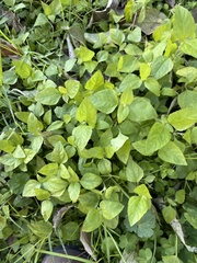 Calyptocarpus vialis