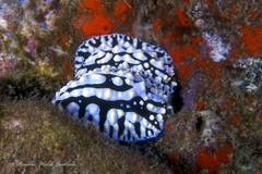 Phyllidia varicosa