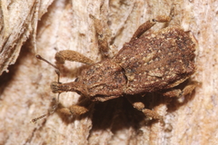 Styphlotelus fascicularis