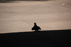 Columba livia domestica
