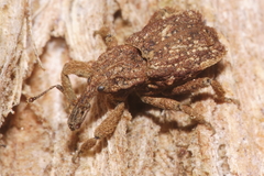 Styphlotelus fascicularis