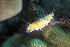 Goniobranchus vibratus