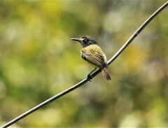 Todirostrum maculatum