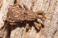 Styphlotelus fascicularis