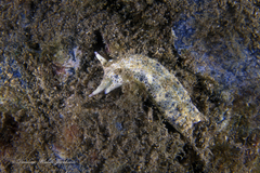 Plakobranchus ocellatus