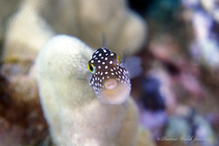 Canthigaster jactator