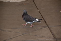Columba livia
