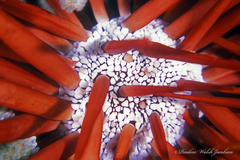 Heterocentrotus mamillatus