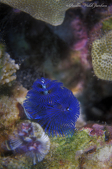 Spirobranchus corniculatus