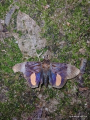 Gonodonta
