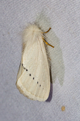 Phiala