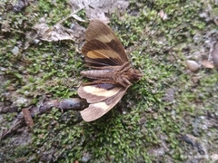 Gonodonta