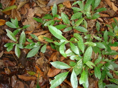 Glycosmis parva