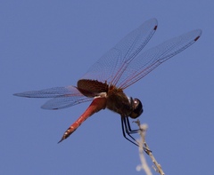 Tramea insularis