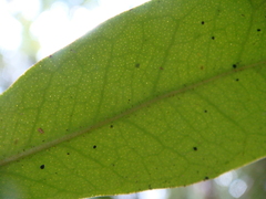 Glycosmis parva