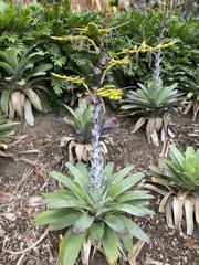 Alcantarea imperialis