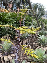 Alcantarea imperialis