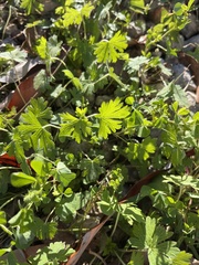 Geranium carolinianum