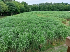 Miscanthus × longiberbis