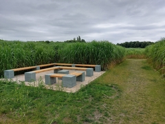 Miscanthus × longiberbis