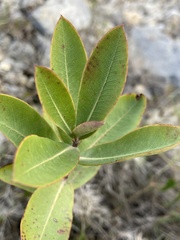 Bupleurum fruticosum