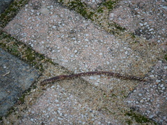 Lumbricus