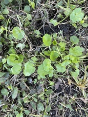 Hydrocotyle umbellata