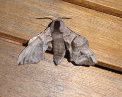 Smerinthus ocellata