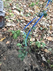 Sideroxylon alachuense