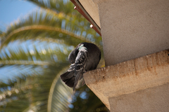 Columba livia