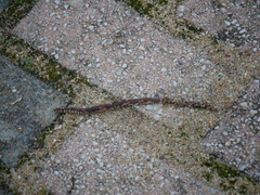 Lumbricus