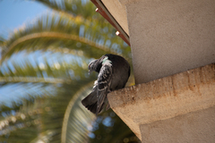 Columba livia