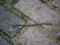Lumbricus