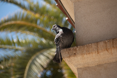Columba livia