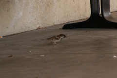 Passer domesticus